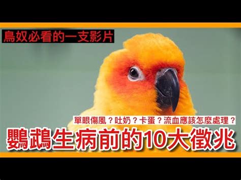 鳥死掉怎麼處理